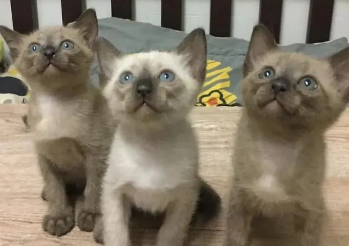3只暹罗猫里有一只很白,以为长大不会糊,可看到它爸妈后 3只暹罗猫里有一只很白,以为长大不会糊,可看到它爸妈后
