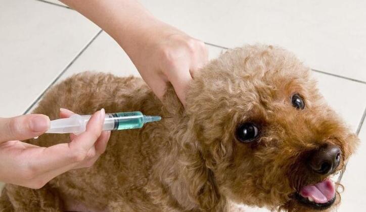 狗打了疫苗几天不能洗澡吗