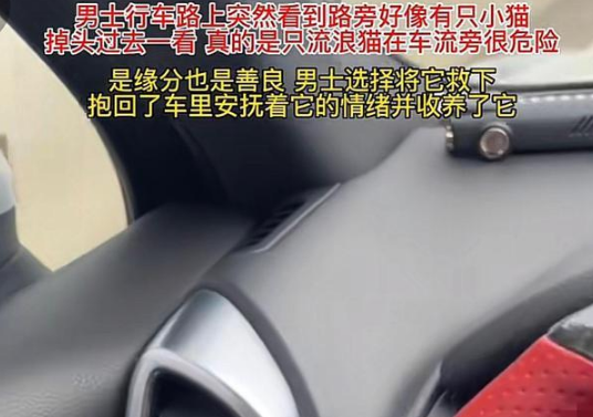 男子路上看到路边有猫，把小猫带回去收养了