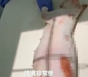 男子当街用开水浇猫，网友怒了！各方回应