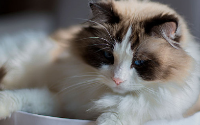 猫咪绝育后伤口鼓包硬硬的怎么办 猫咪绝育后伤口鼓包硬硬的怎么办