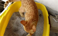 猫咪大便干燥吃点什么好