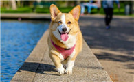 柯基犬讨厌主人的表现