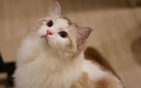 布偶猫总是打喷嚏打了一个多月了