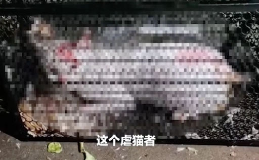 男子当街用开水浇猫,网友怒了!各方回应