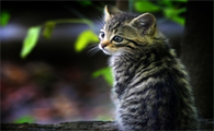 猫衣原体能治愈吗
