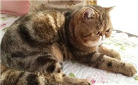 猫咪拉血尿怎么回事儿