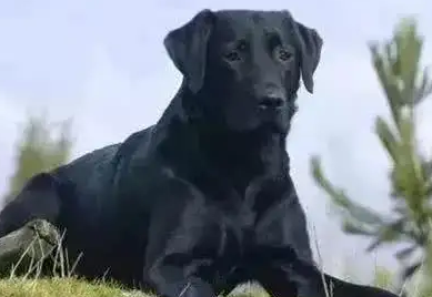 五黑犬和五红犬哪个好