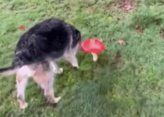 遛狗时遇到一朵蘑菇，而狗子的举动让网友惊呼“太机智”了！