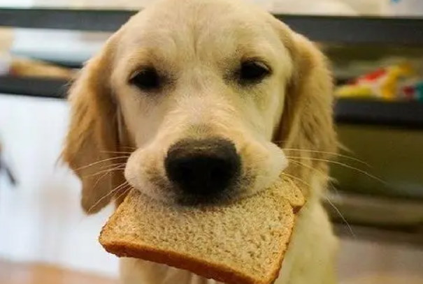 狗狗能吃面包吗1