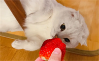 三个月的猫可以吃草莓吗