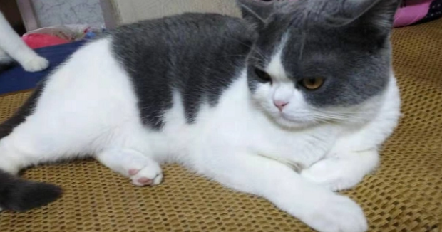 蓝白是美短还是英短猫