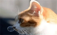 猫打喷嚏流鼻涕