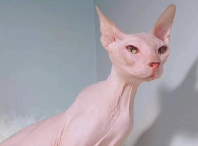 无毛猫太裸露,奶奶给它做了内裤,更妖媚了 无毛猫太裸露,奶奶给它做了内裤,更妖媚了