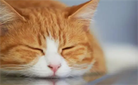 小猫拉血便怎么治疗最好