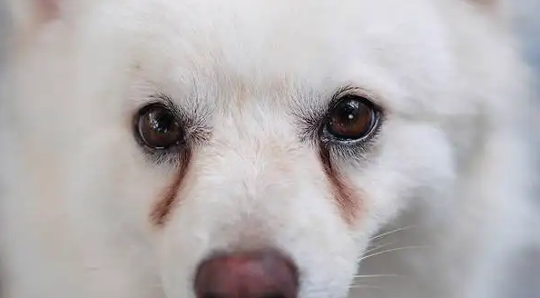 狗子眼屎突然变多是为什么