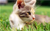 猫咪舔你脸和鼻子代表什么