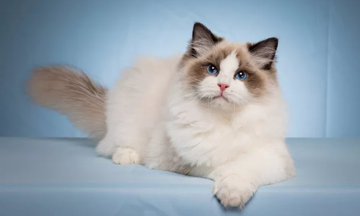 打了猫三联猫还会得疱疹病毒吗