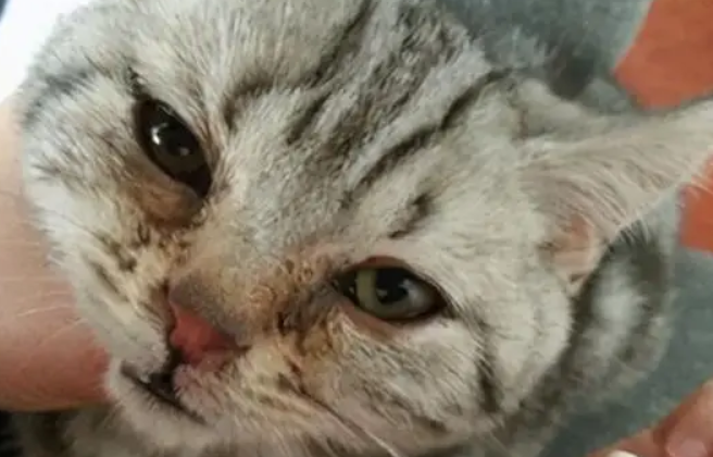 猫咪泪痕分泌物红棕色用点什么药比较好 猫咪泪痕分泌物红棕色用点什么药比较好