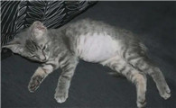 猫肚子硬的怎么回事