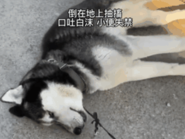 狗狗被毒后重生的惊险24小时……知道投毒者,但就是无法定罪? 狗狗被毒后重生的惊险24小时……知道投毒者,但就是无法定罪?