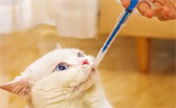 猫咪体内驱虫需要注意什么问题