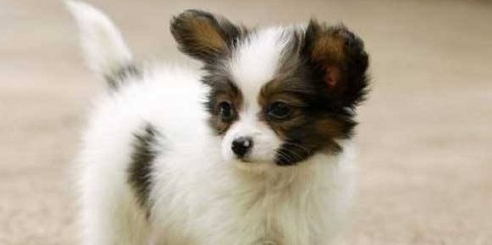 小型蝴蝶犬多少钱一只 小型蝴蝶犬多少钱一只
