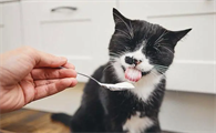 猫咪能喝酸奶吗