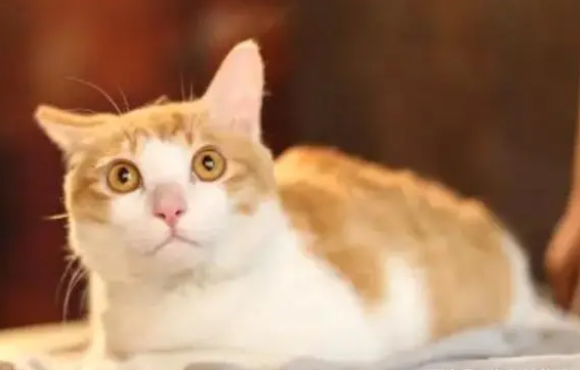 怎么判断猫要生了?