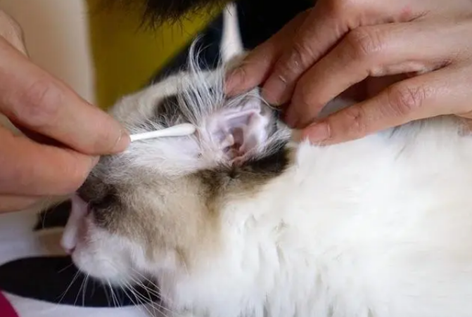 猫有耳螨怎么办