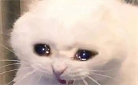 猫为什么流眼泪