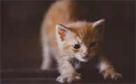 小猫一直呕吐是怎么回事