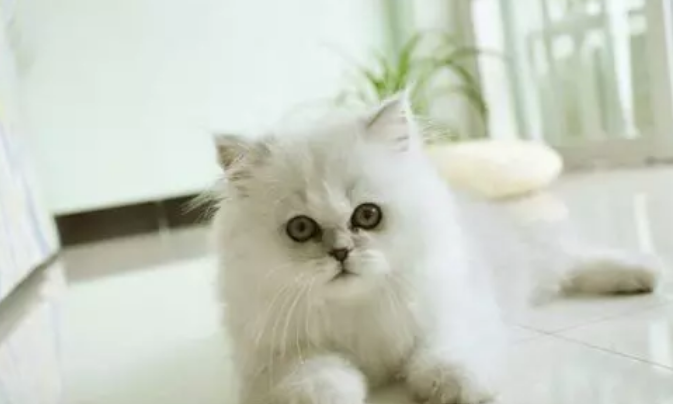 猫窝狐臭味,应该如何正确清理呢? 猫窝狐臭味,应该如何正确清理呢?