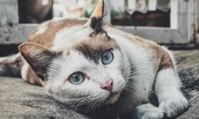 别买猫窝了,这5个地方,才是猫咪最喜欢睡觉的地点! 别买猫窝了,这5个地方,才是猫咪最喜欢睡觉的地点!