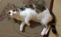 猫是色盲吗
