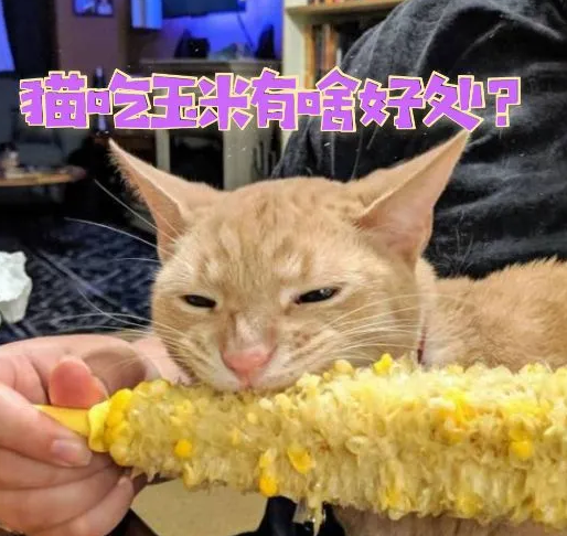 猫为什么特别喜欢吃玉米 猫为什么特别喜欢吃玉米