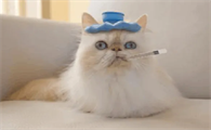 猫咪发烧了用什么药