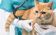 猫黄疸吃什么药可以退黄