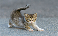 猫油尾巴怎么治疗啊