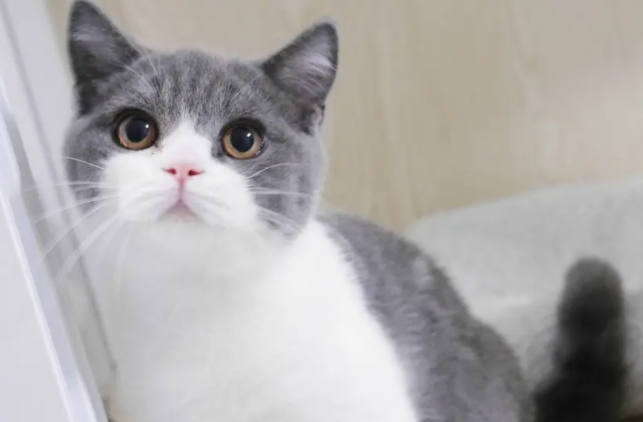 蓝白英短猫多少钱一只