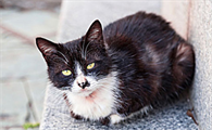猫尿道口发红怎么回事