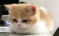 猫拉稀怎么回事