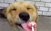 狗可以吃糖吗