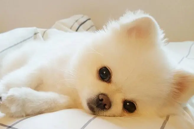 博美吃什么牌子的狗粮没有泪痕