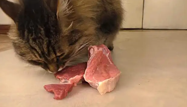 猫咪吃了馊掉的肉有问题吗