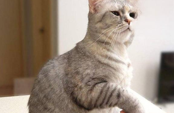 猫爪子有没有狂犬病毒