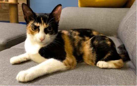 玳瑁猫和三花猫的区别,你们真的知道吗? 玳瑁猫和三花猫的区别,你们真的知道吗?