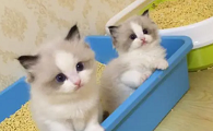 猫咪老拉稀是什么原因引起的