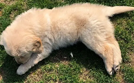 狗狗还有呼吸但是一动不动
