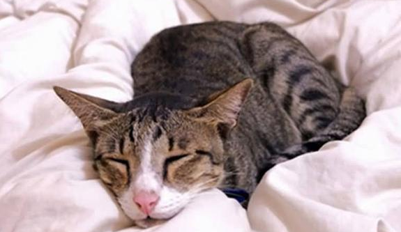 猫吃了蟑螂药